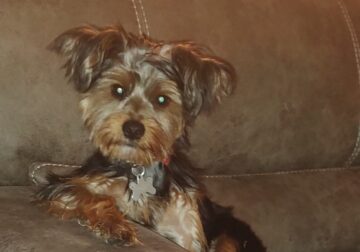 2 yrs old Pure Breed Yorkie