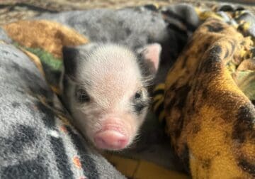 Mini Juliana Pig