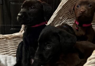 Chocolate/Black Lab: Christmas Puppies