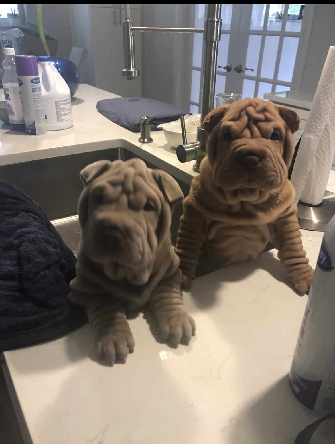 Miniature Chinese Shar Pei | PetClassifieds.com