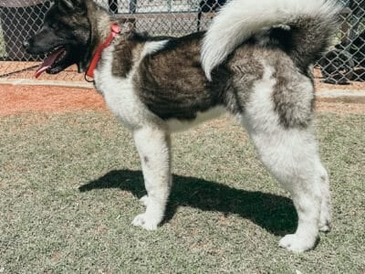 American Akita Female Puppy 7 Months Old
