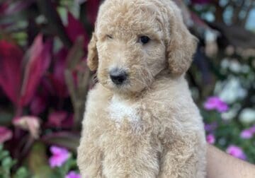 Gorgeous f2 standard goldendoodle puppies