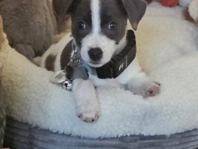 Jack russell terrier blue & white