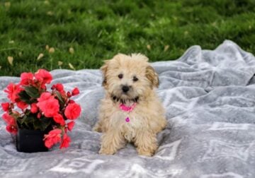 Adorable AKC Havanese Puppies Available now