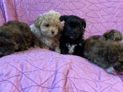 Malshipoo puppies for sale!