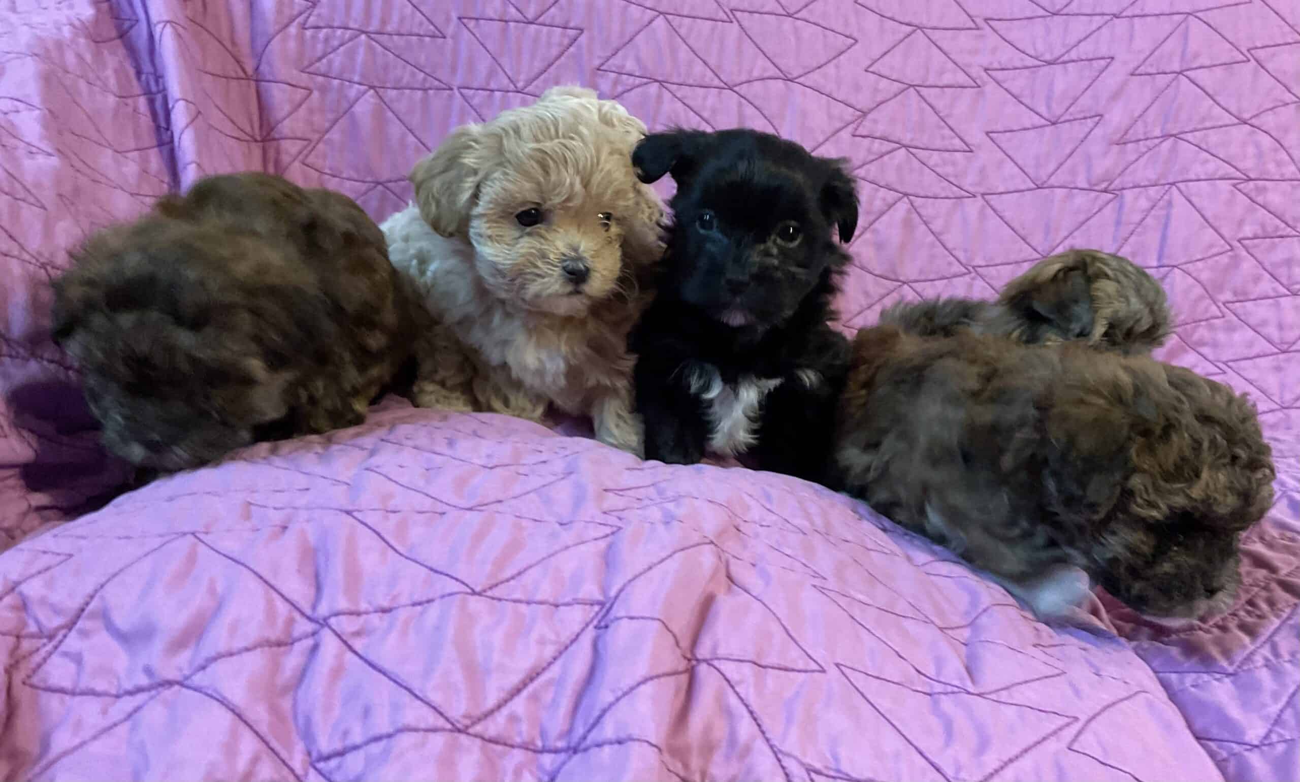 Malshipoo puppies for sale!
