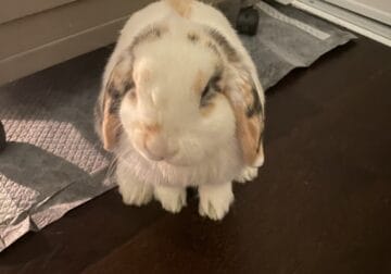 Mini-Holland Lop Bunny