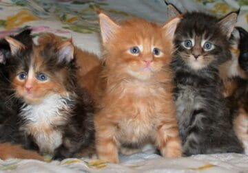 Champion TICA Registered Maine Coon Kittens with