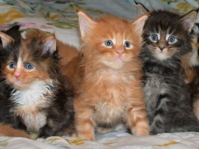 Champion TICA Registered Maine Coon Kittens with