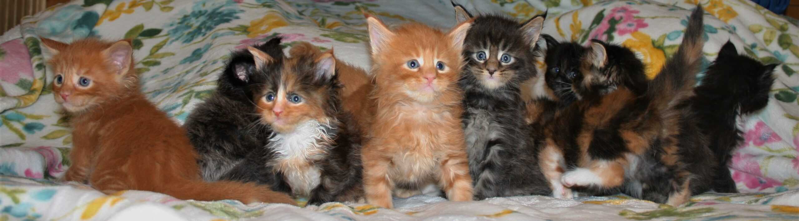 Champion TICA Registered Maine Coon Kittens Breede