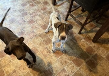 Great Dane pups looking for a family