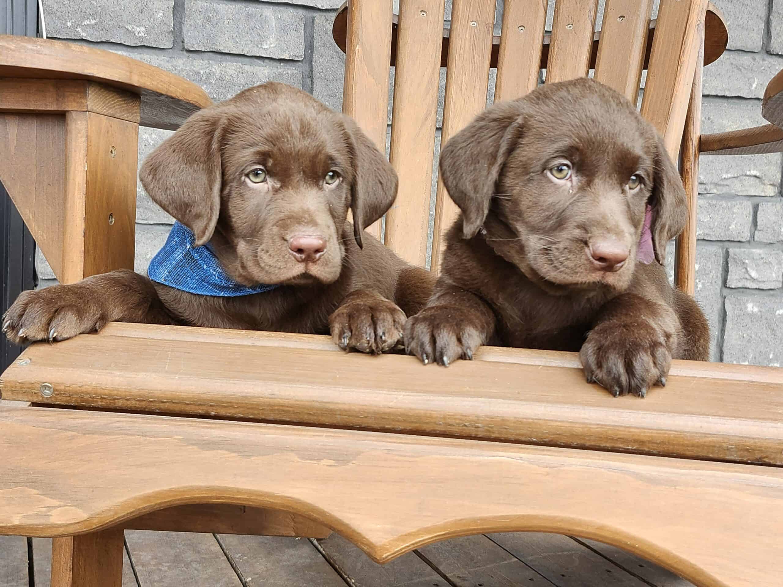 Gorgeous chocolate Labradors