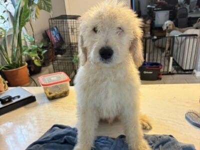 Golden doodles looking for a great home