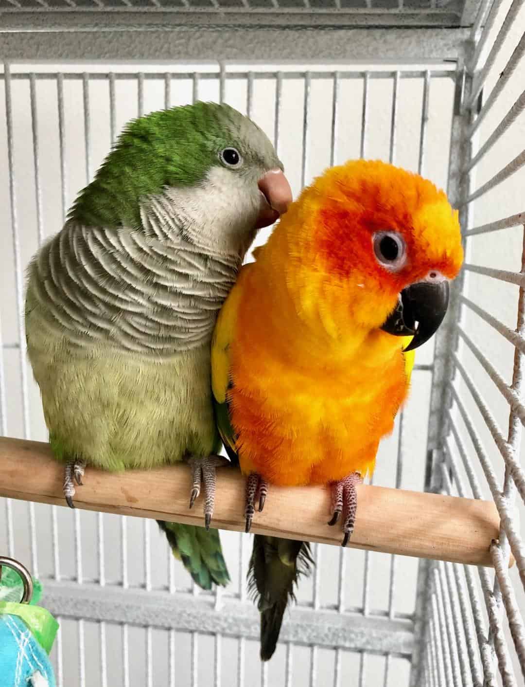 Pair of Sun Conure and Quaker Parrot | PetClassifieds.com