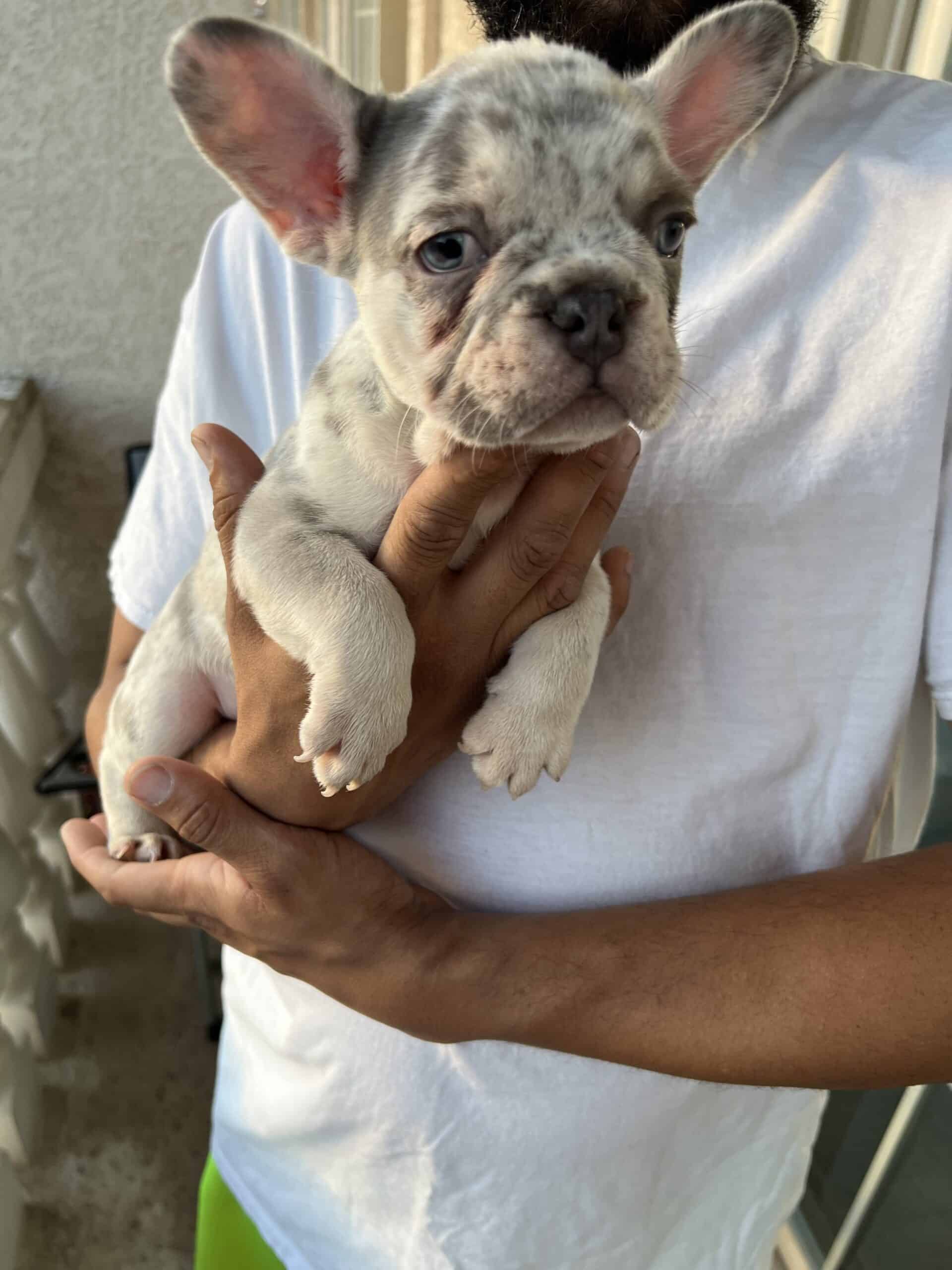 Frenchie Pup | PetClassifieds.com