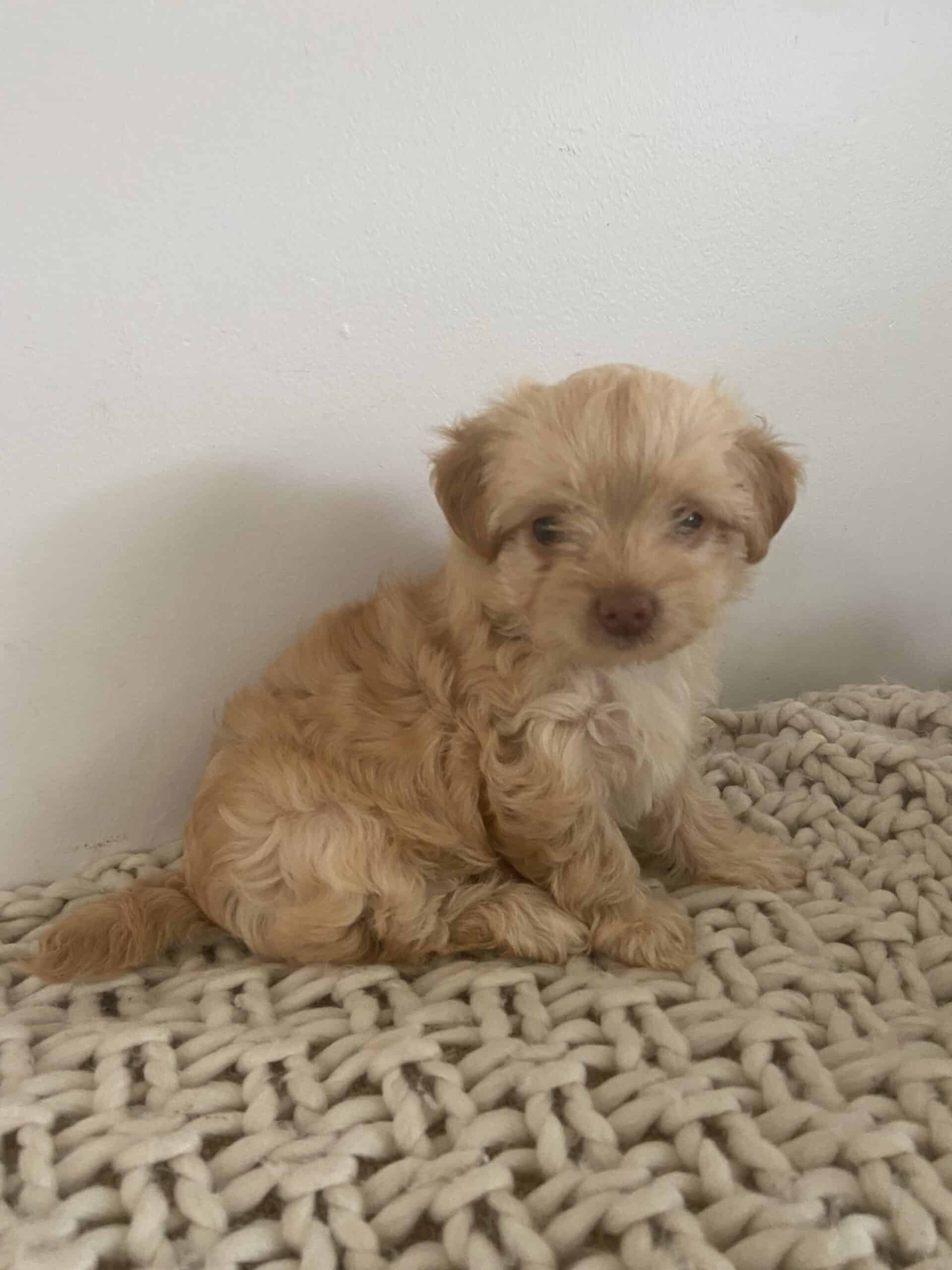 Maltese Yorkie poppies | PetClassifieds.com