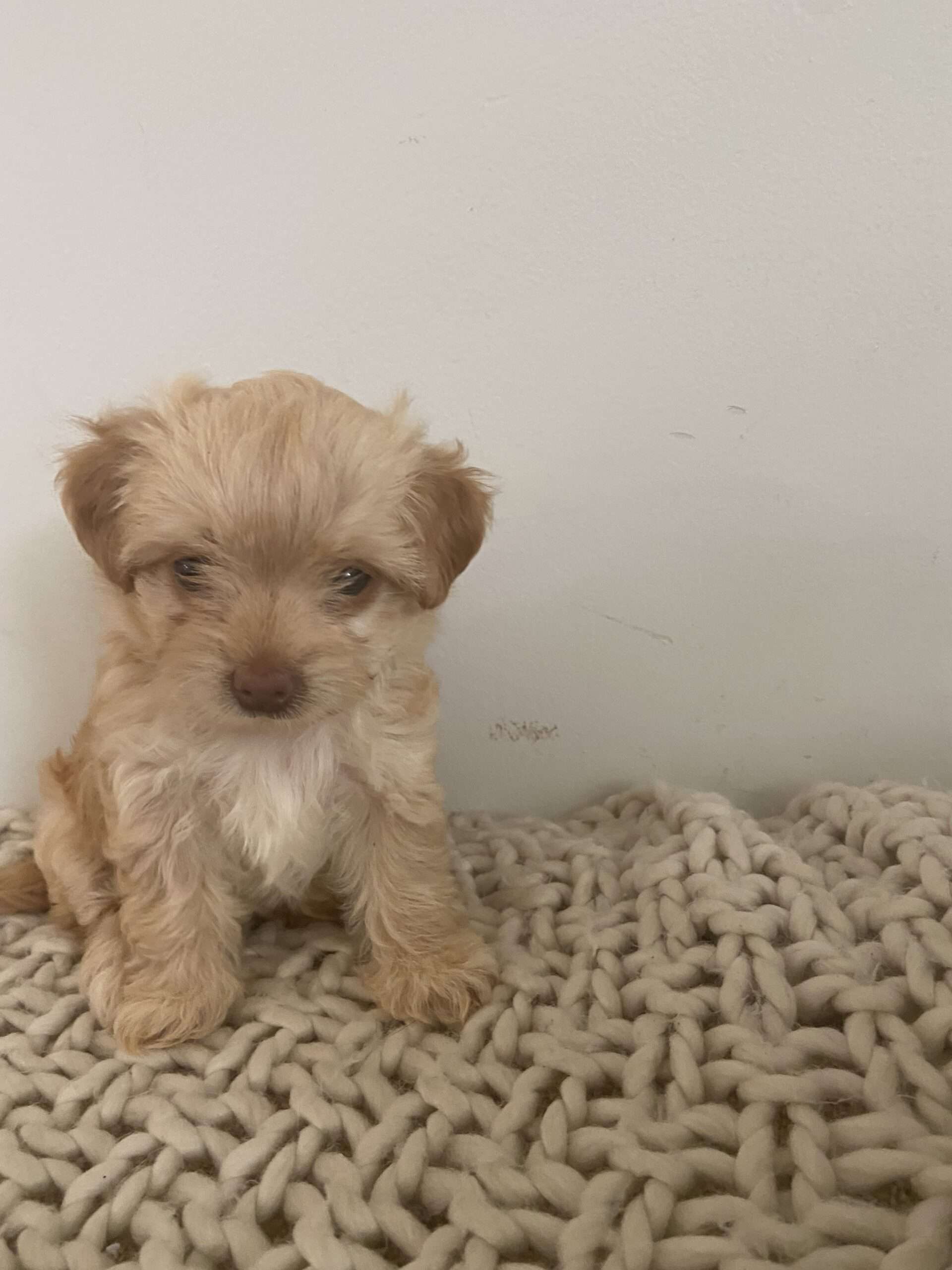 Maltese Yorkie poppies | PetClassifieds.com