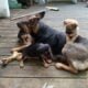 German Shepard Mix Puppies - Free to Good Homes | PetClassifieds.com