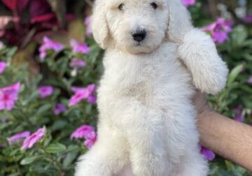 Beautiful f2 female goldendoodle puppy ready to go