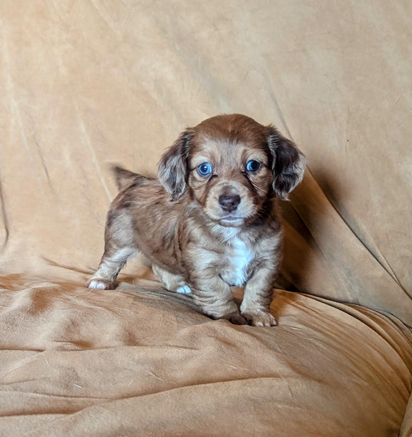 Long-haired Mini Dachshund - 'latte', Female 