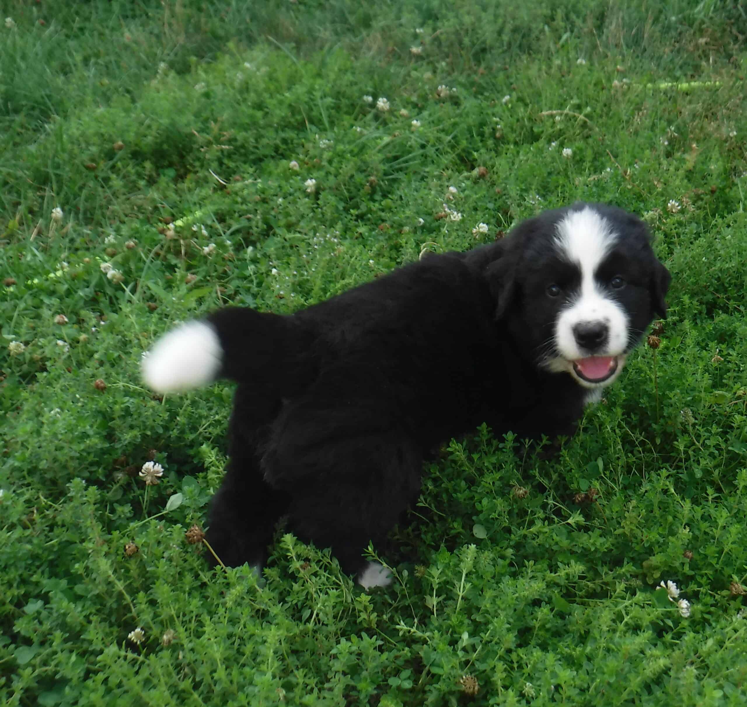 Bernefie Newfoundland/Bernese Mountain Dog | PetClassifieds.com