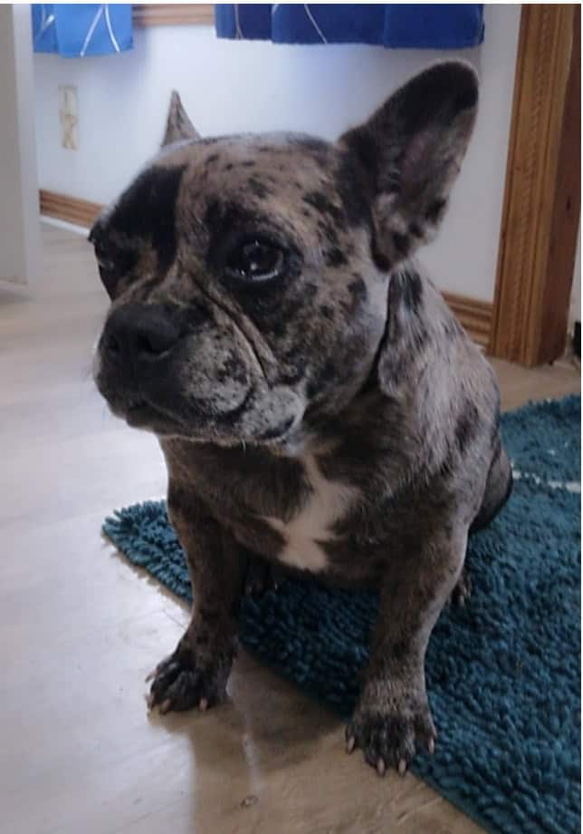 20 Month Female Blue Merle French Bulldog AKC | PetClassifieds.com