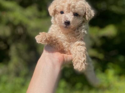 Male Apricot toy poodle