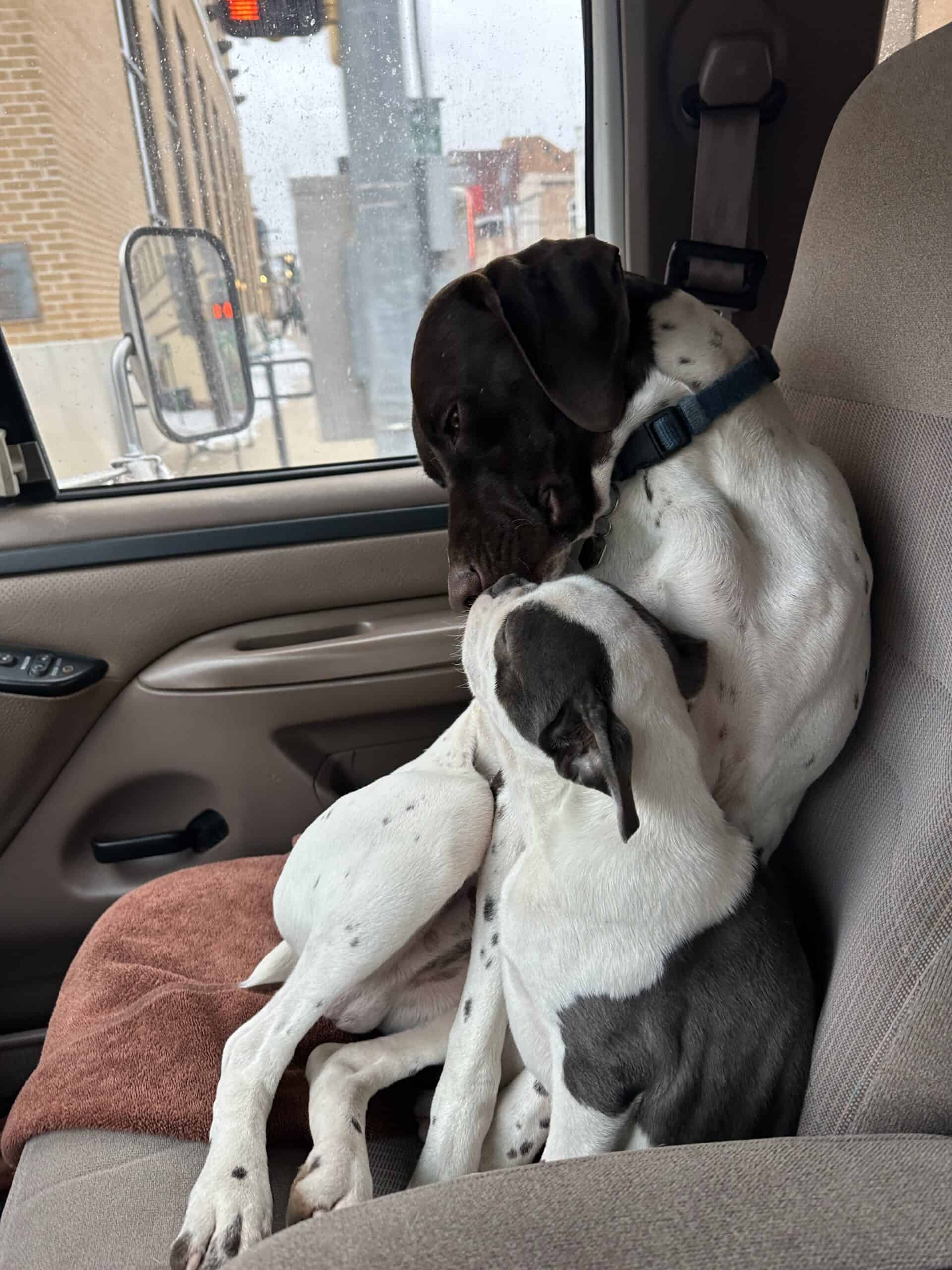 German shorthaired pointer | PetClassifieds.com