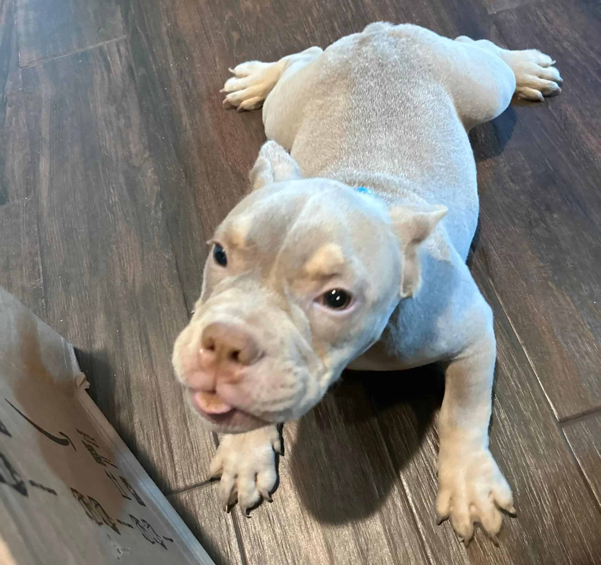 Exotic micro bully | PetClassifieds.com