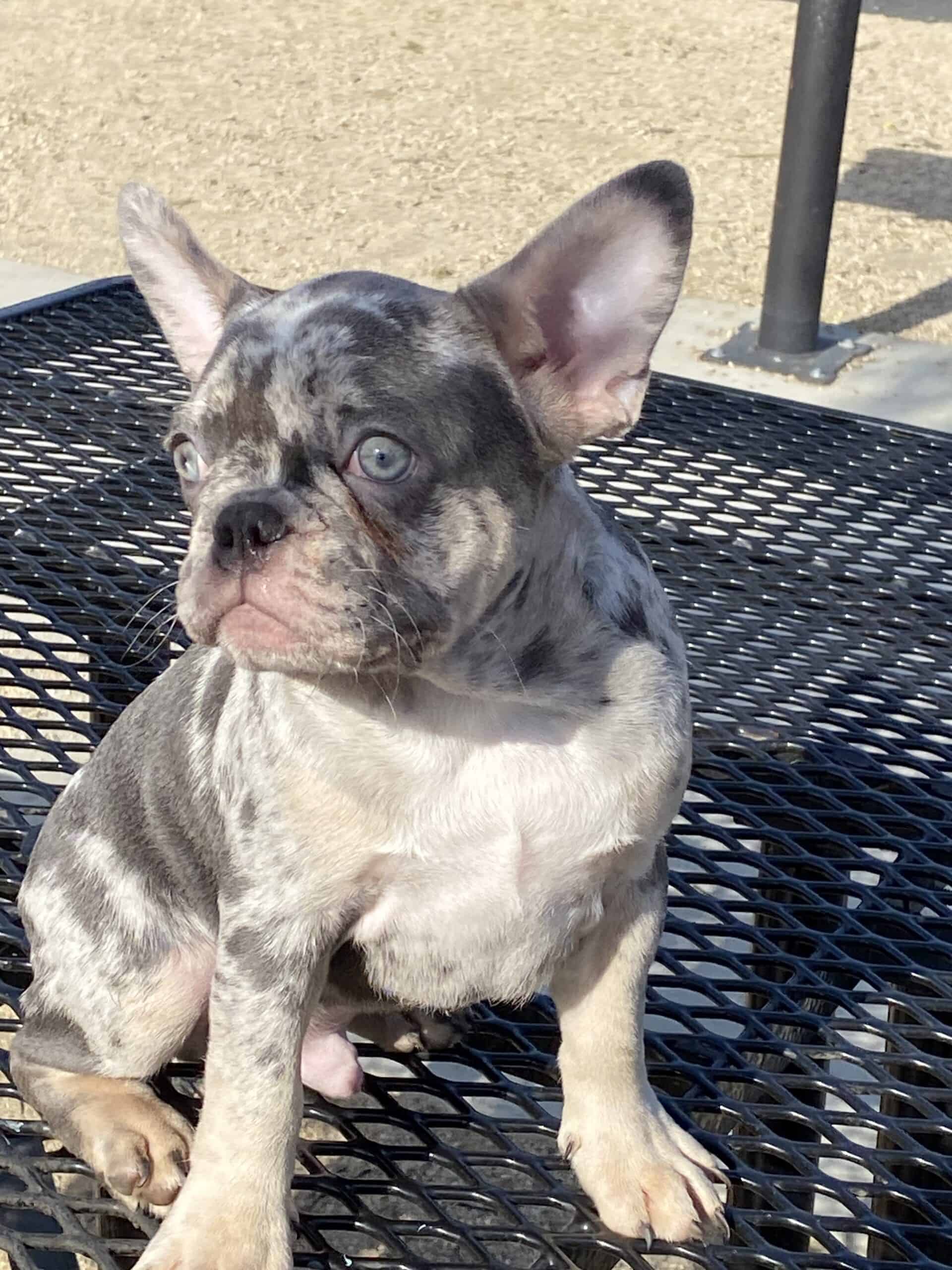 French bulldog puppies full akc | PetClassifieds.com