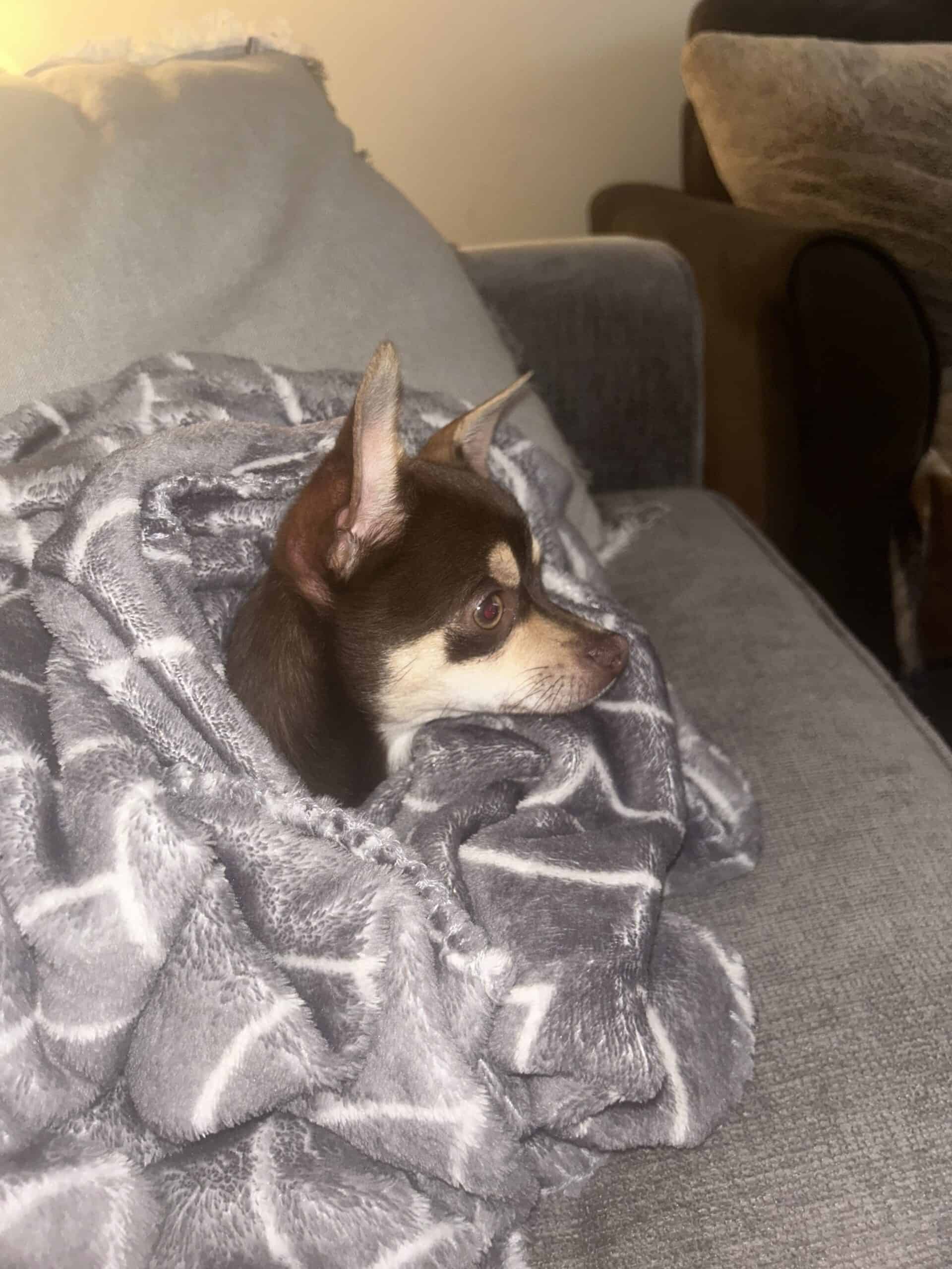 Chocolate male chihuahua puppy | PetClassifieds.com