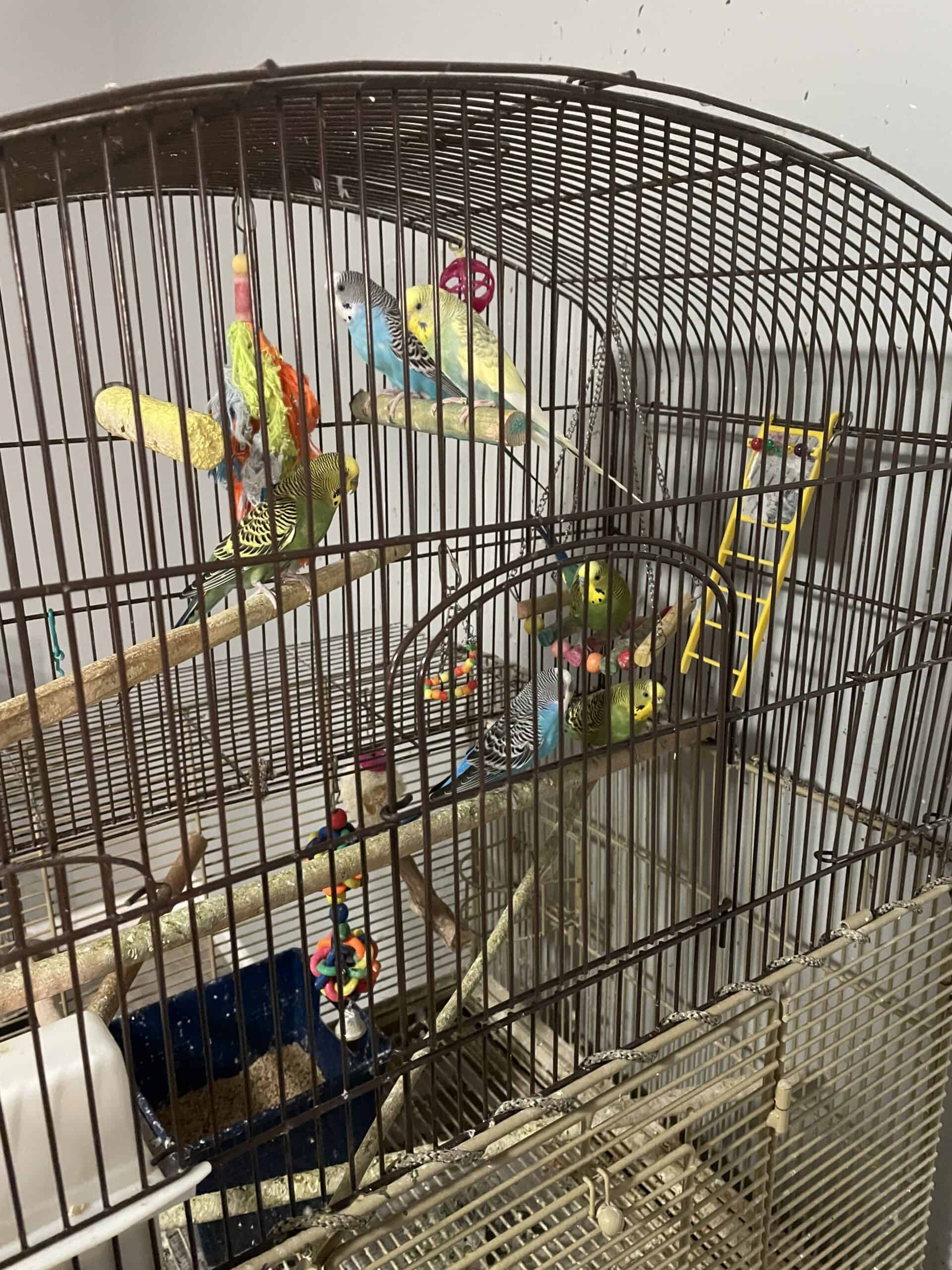 Parakeet for Sale | PetClassifieds.com