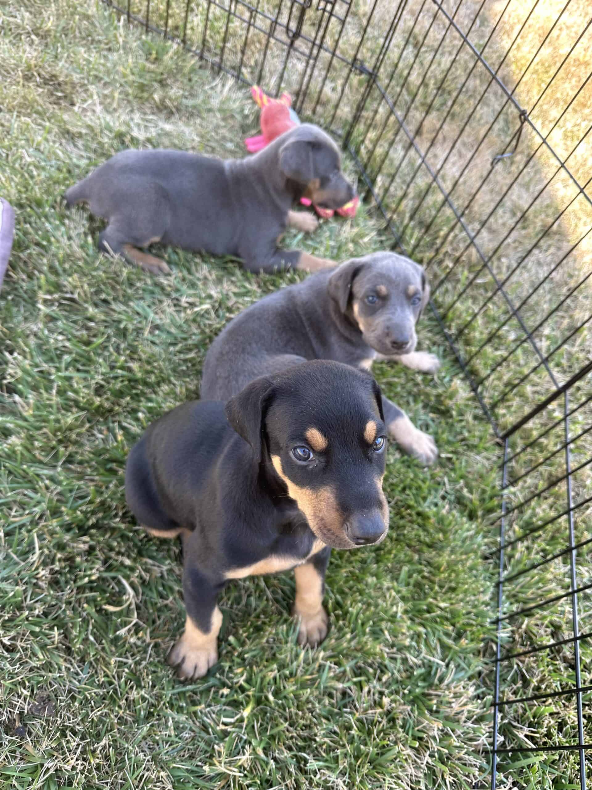 Black and Blue Doberman puppies for re-homing | PetClassifieds.com