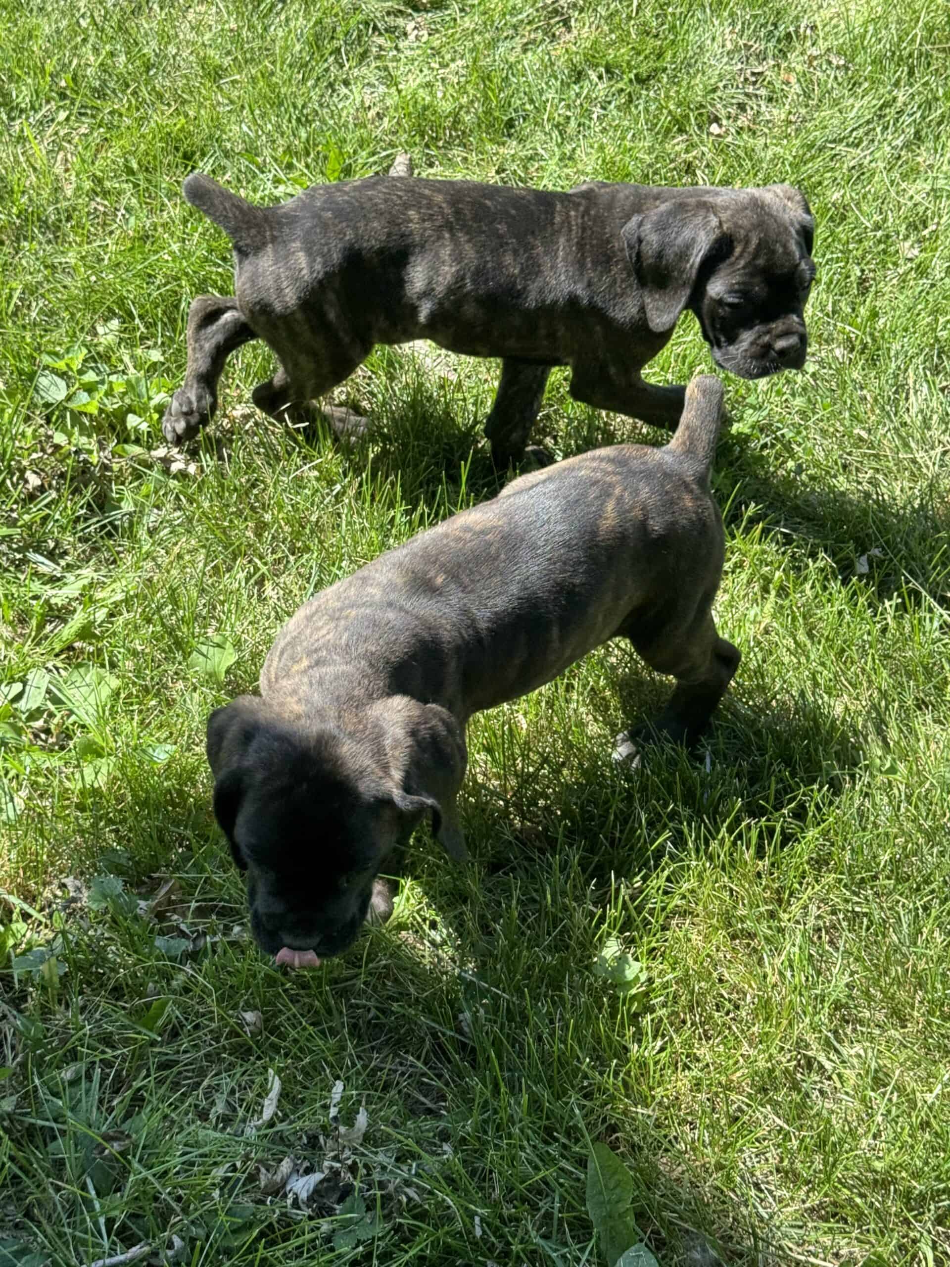 ICCF Cane Corso puppies Omaha, Nebraska | PetClassifieds.com