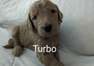 12 Goldendoodle puppies for sale