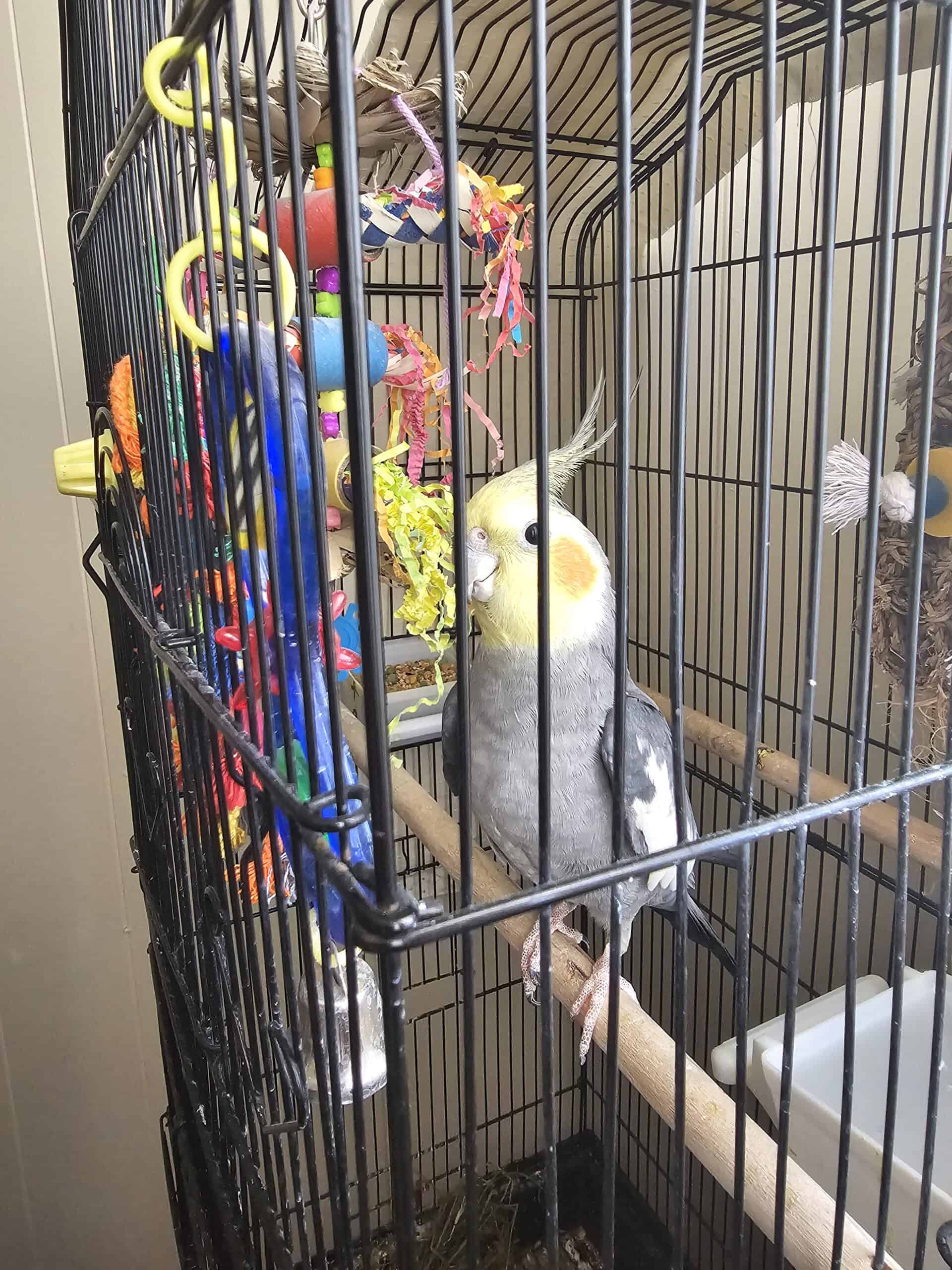 Free Cockatiel To Good Home 