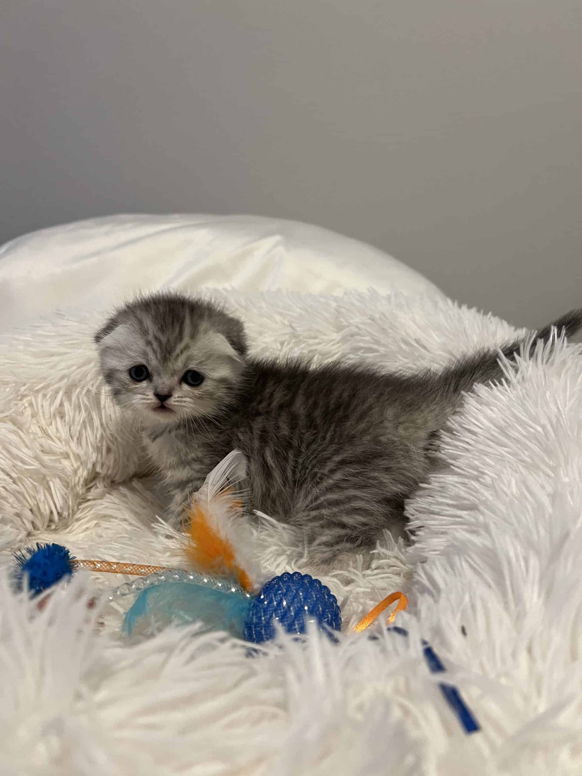 Scottish fold kittens $900 | PetClassifieds.com