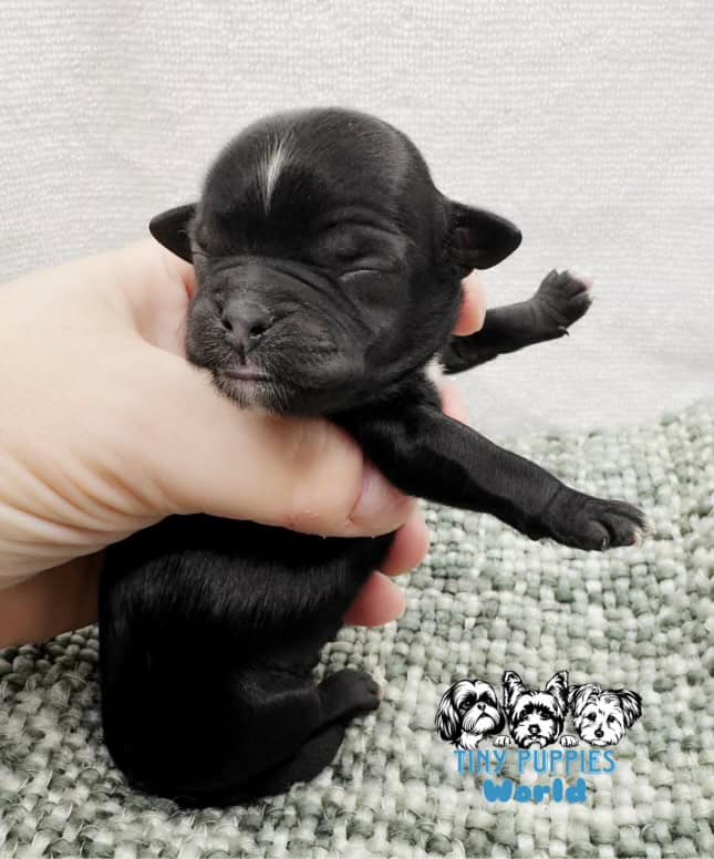 Shih Tzu puppies for SALE | PetClassifieds.com
