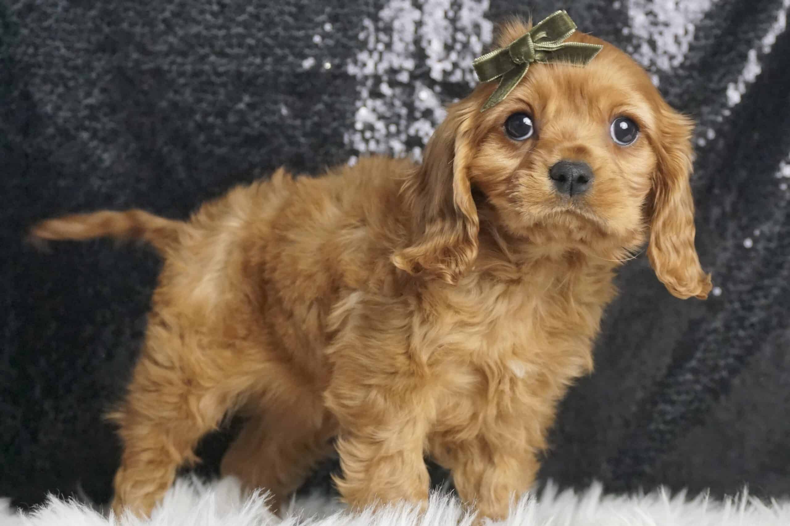 Osito Cavalier King Charles Spaniel 