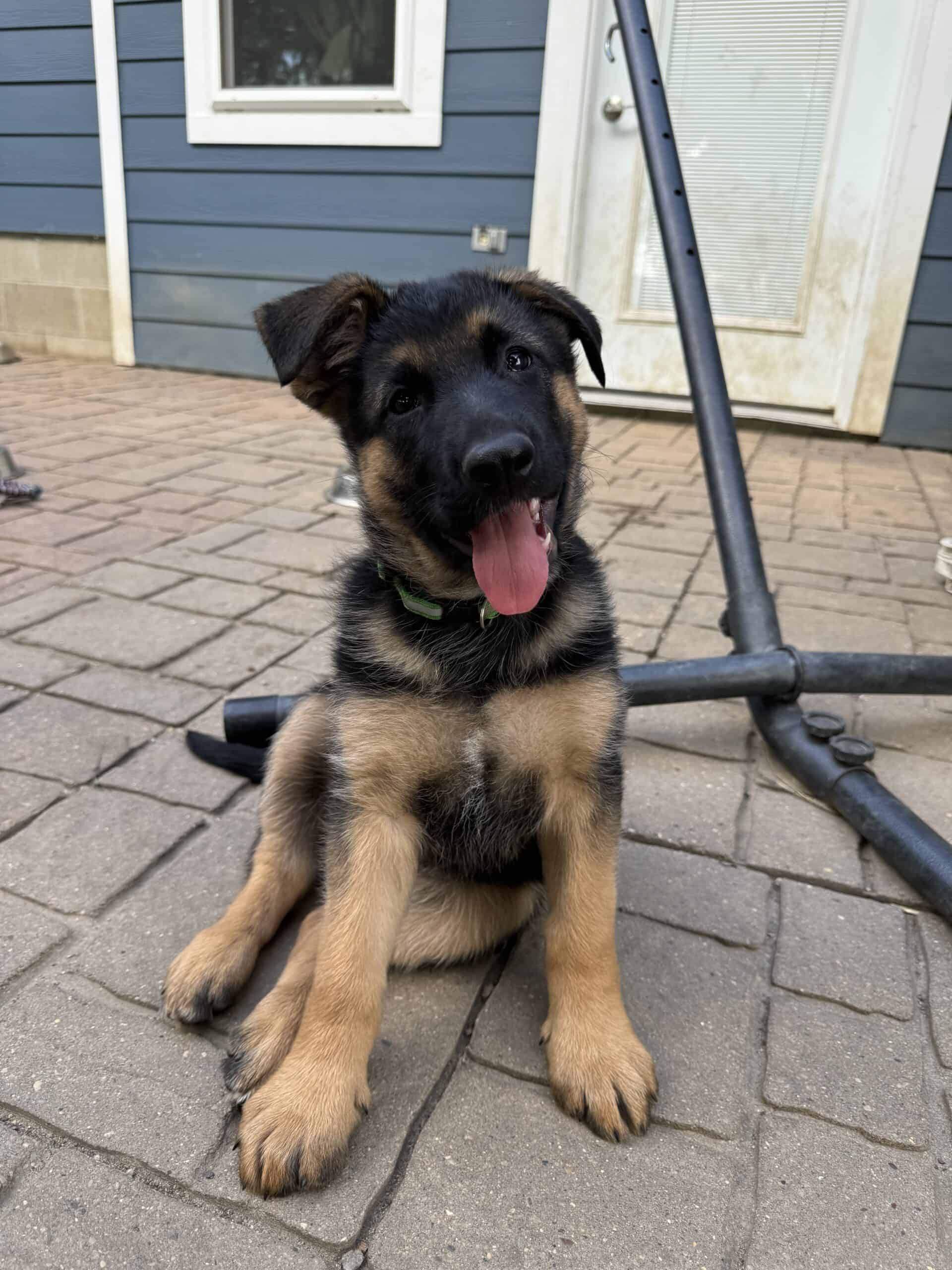 German Shepherd | PetClassifieds.com