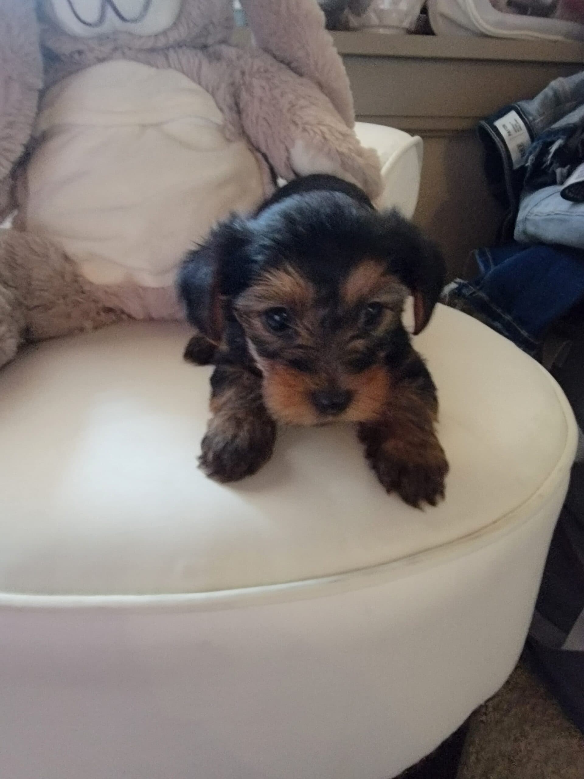 Yorkie female | PetClassifieds.com