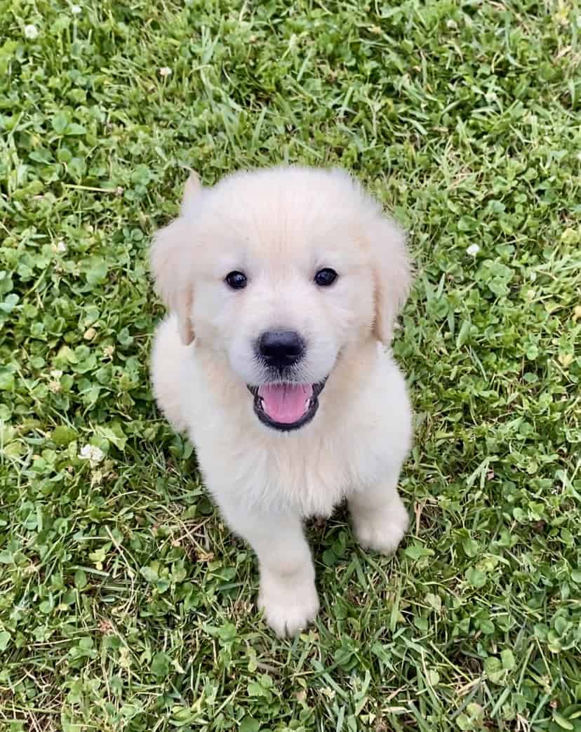 AKC Golden Retrievers | PetClassifieds.com