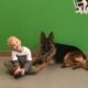 German Shepherd Puppies Wisconsin