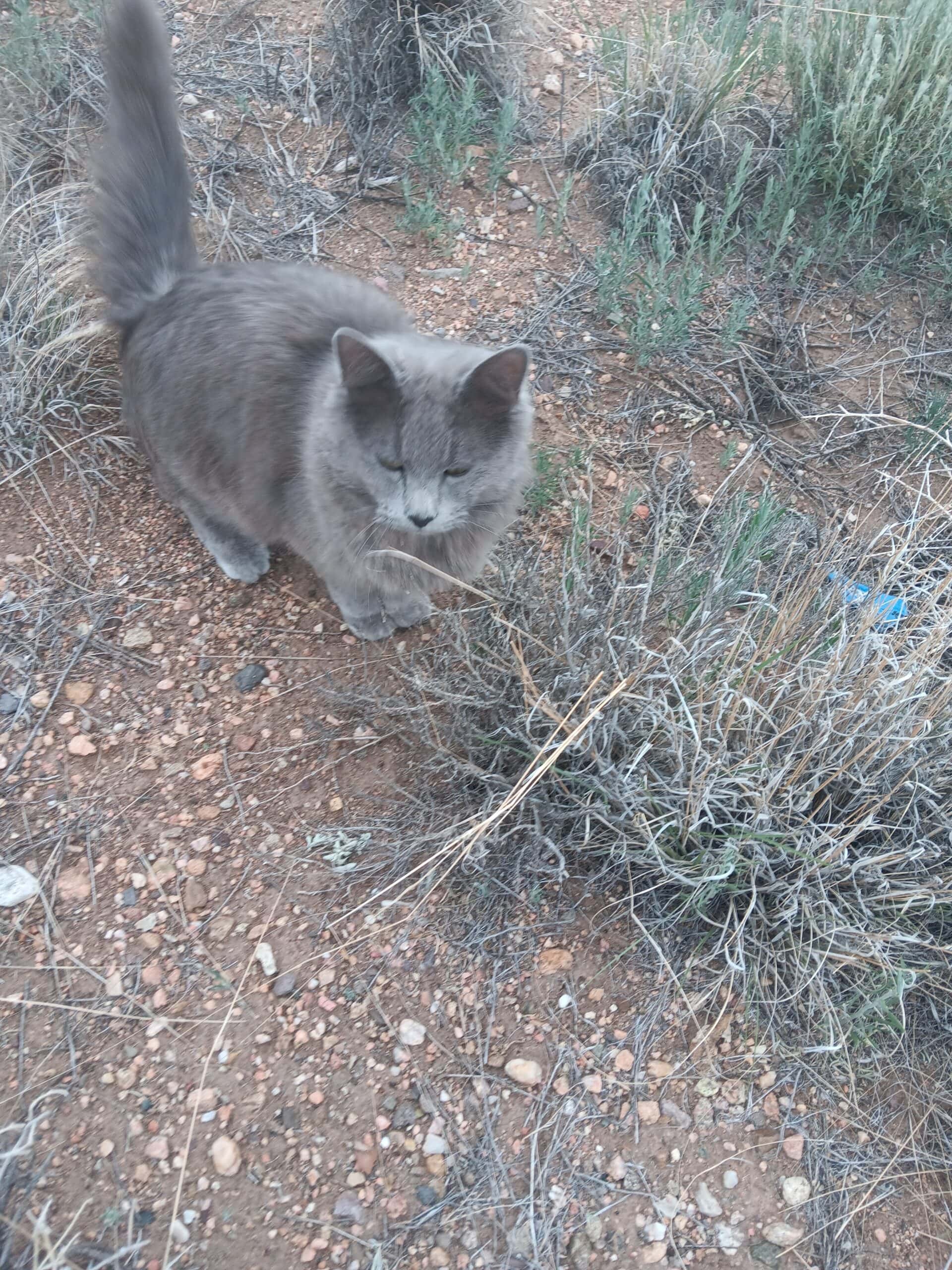 Colorado Blue Bobcat Hybrid Cubs | PetClassifieds.com