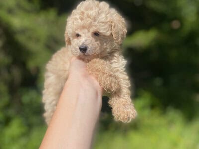 Apricot toy poodle male