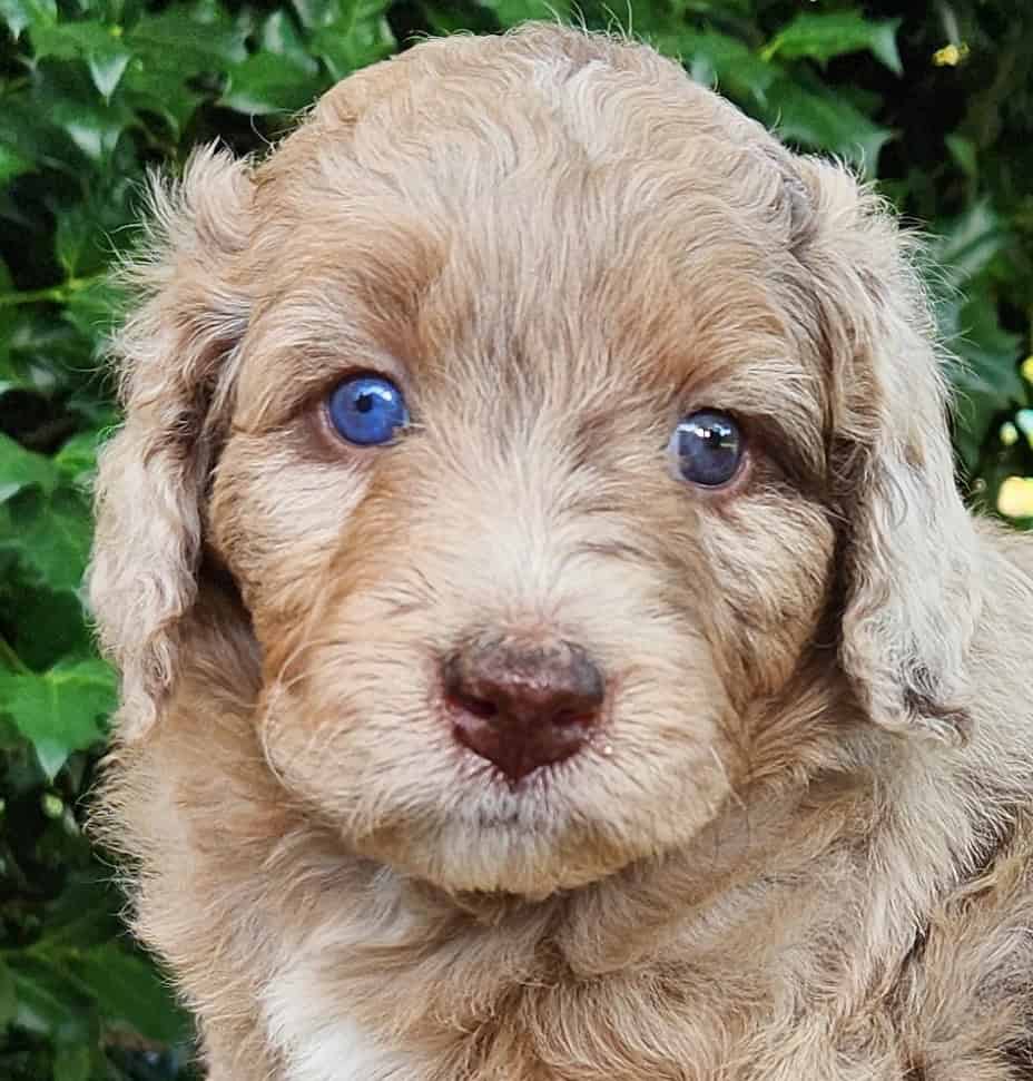 Cookie Female Aussiedoodle Red Merle w white marks