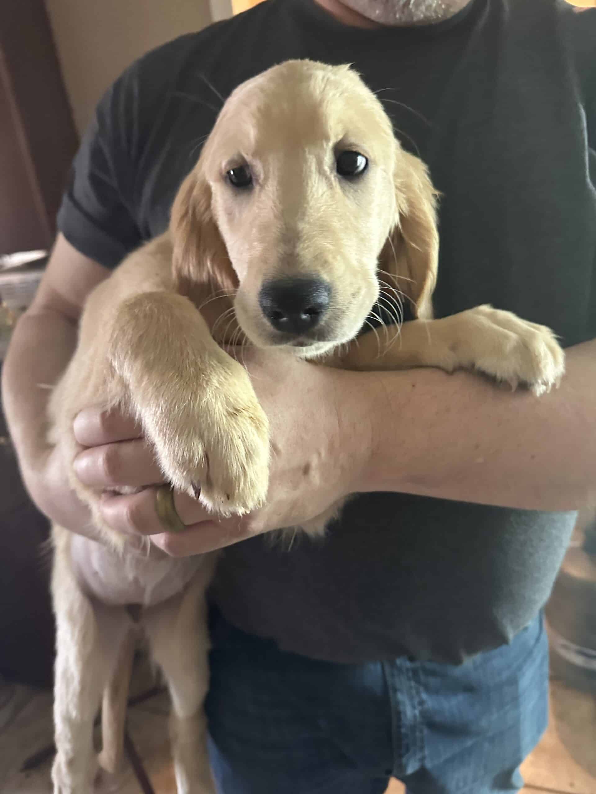 15 Week Old Golden Retriever Puppies 