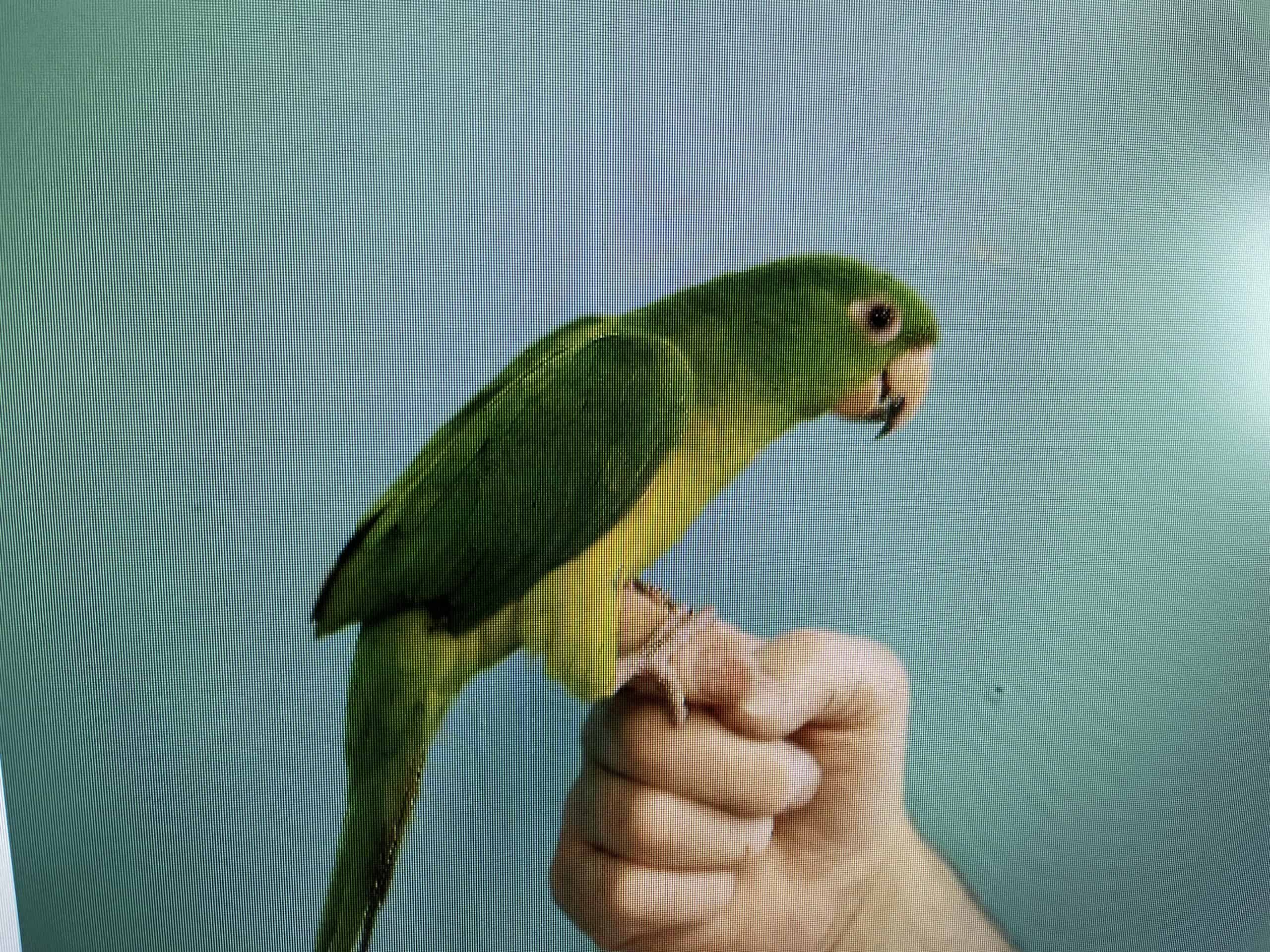 FOR SALE MEXICAN GREEN WING CONURE 1 1/2 YEARS OLD | PetClassifieds.com