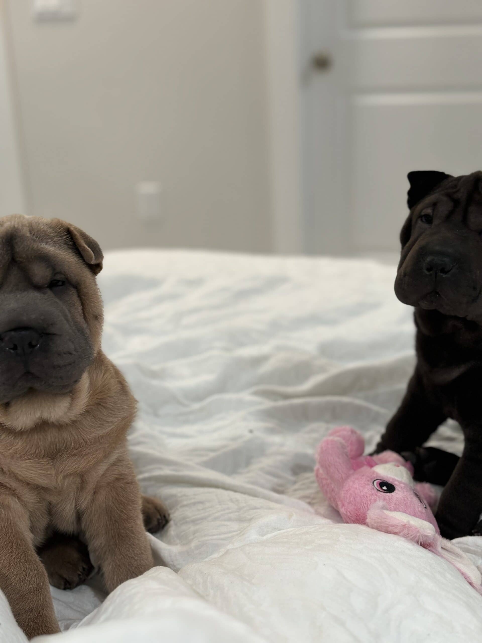 Shar-pei puppies | PetClassifieds.com