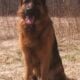 German Shepherd Puppies Wisconsin
